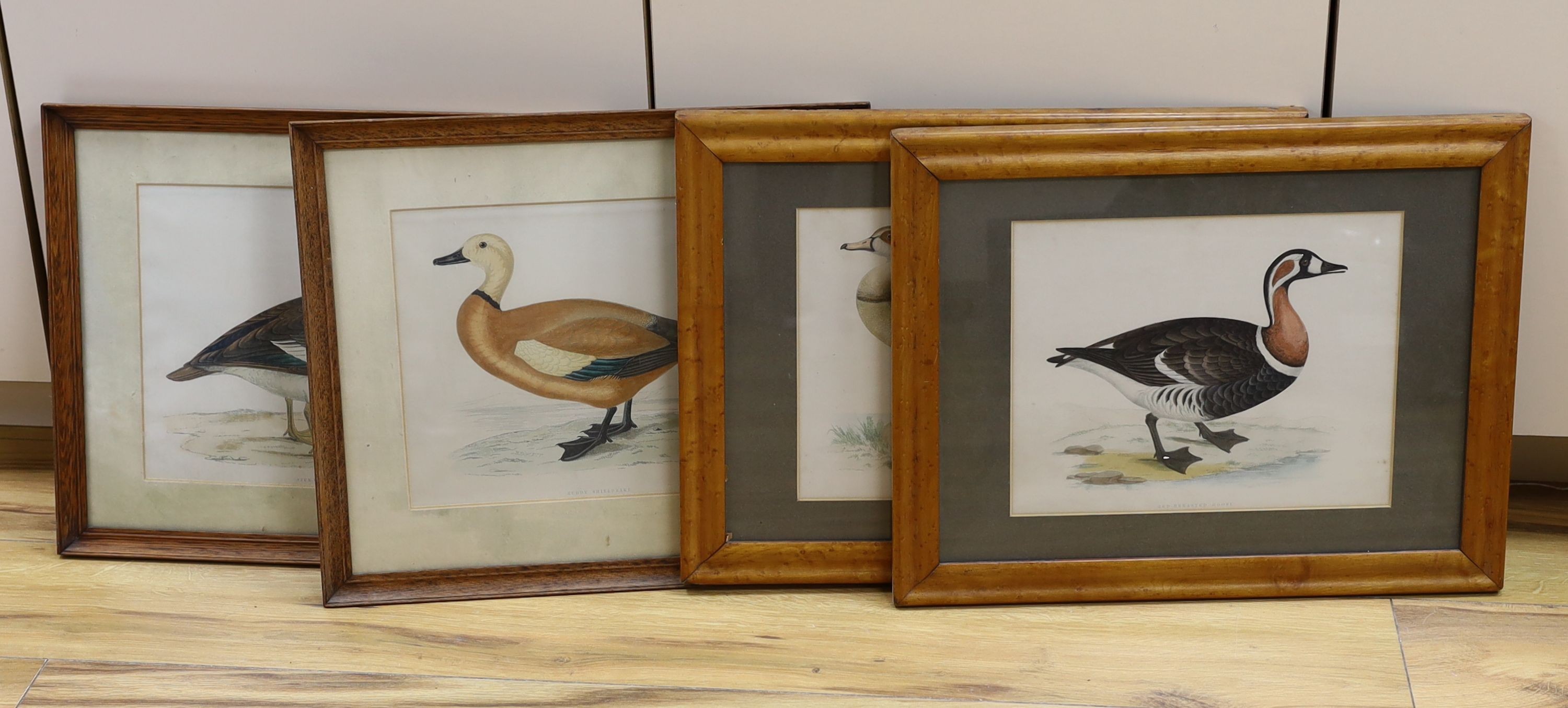 Victorian School, four coloured engravings, Red Breasted Goose, Egyptian Goose, Spur Winged Goose and Ruddy Shieldrake, frames differ, 23 x 29cm, and a Georgian needlework sampler dated 1764